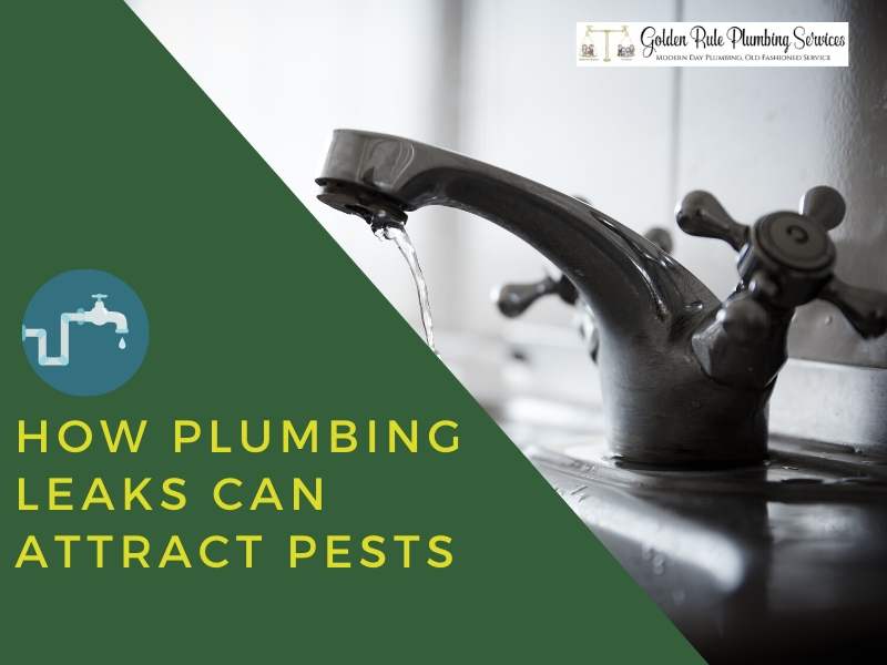 How Plumbing Leaks Can Attract Pests